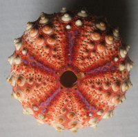 Coelopleurus longicollis A. Agassiz & H.L. Clark, 1908